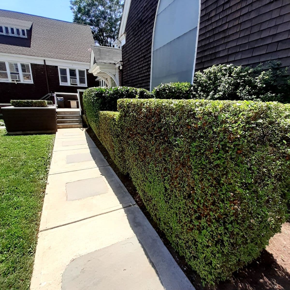 Bush Trimming and Landscape Maintenance